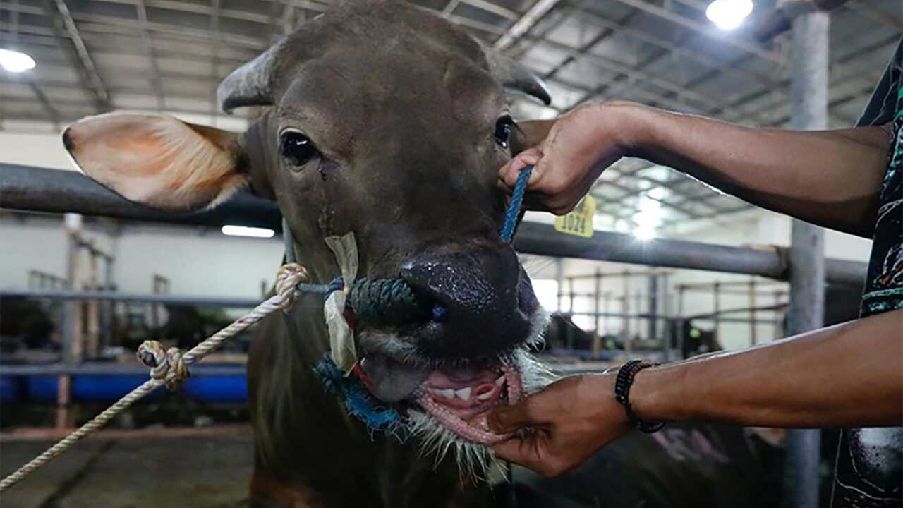 BVI declares production emergency over FMD vaccine demand