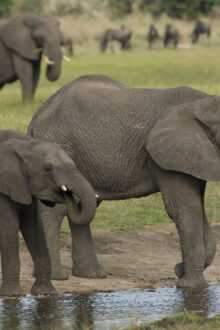 Protecting Botswana’s Natural Wealth: Leading Conservation and Climate Action