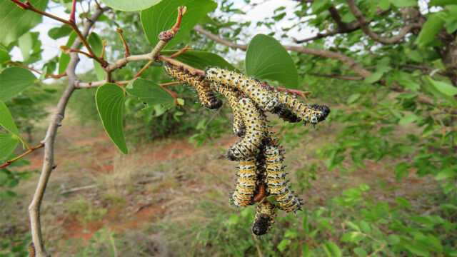 Mophane Worm Rush: Boon for Livelihoods, But Ecological and Economic Cracks Widen
