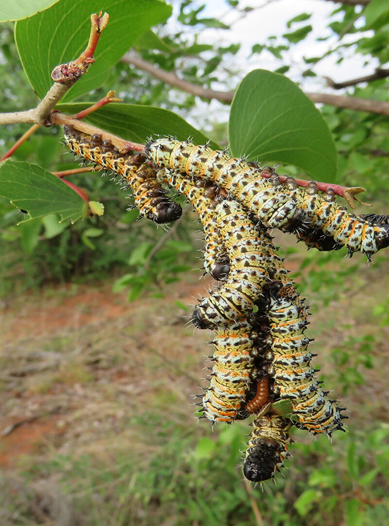Mophane Worm Rush: Boon for Livelihoods, But Ecological and Economic Cracks Widen