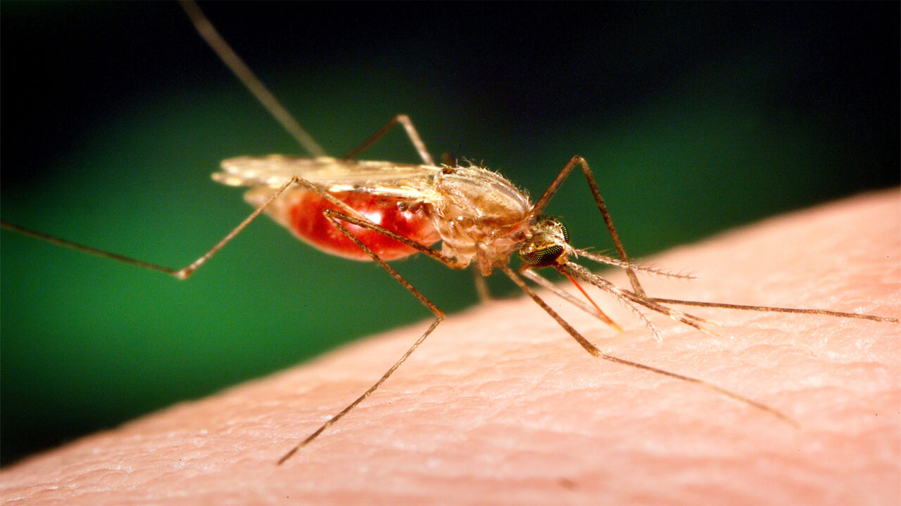 The Science Behind Malaria