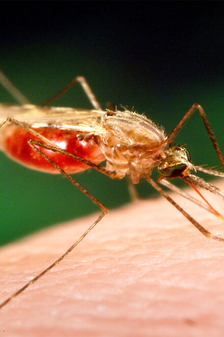 The Science Behind Malaria