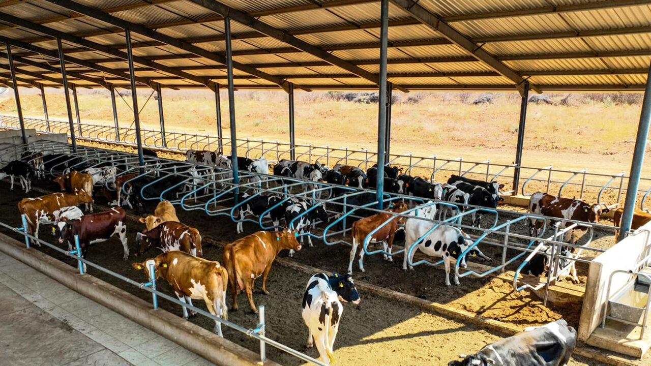FMD outbreak halts expansion of Milk Valley project