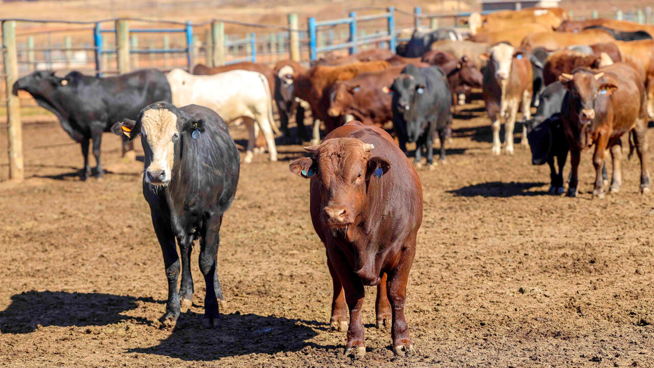 Critics Slam Gov’t Inaction Over FMD Outbreak