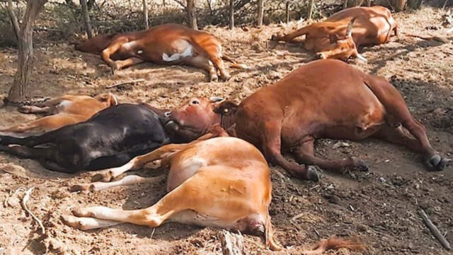 Beef Sector’s P200 Million loss for 2026