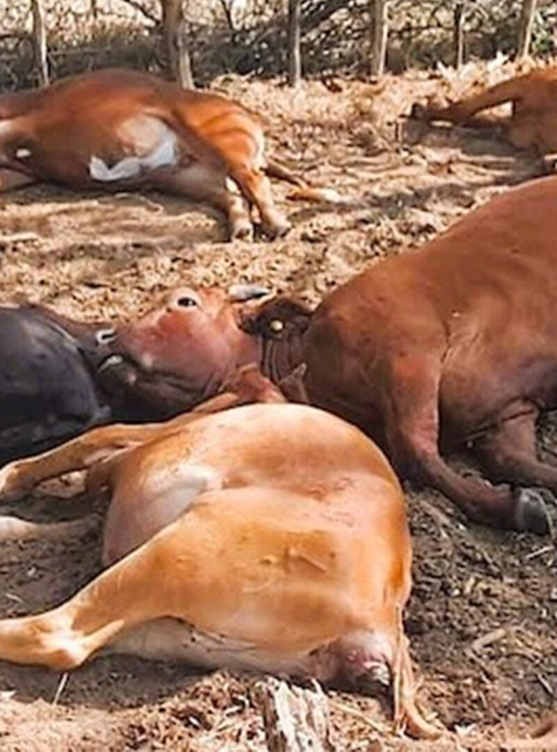 Beef Sector’s P200 Million loss for 2026