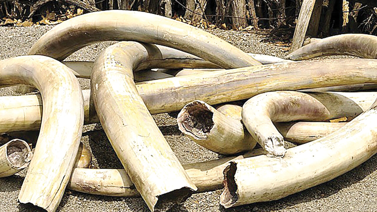 Botswana holds multi-billion Pula in ivory stockpile