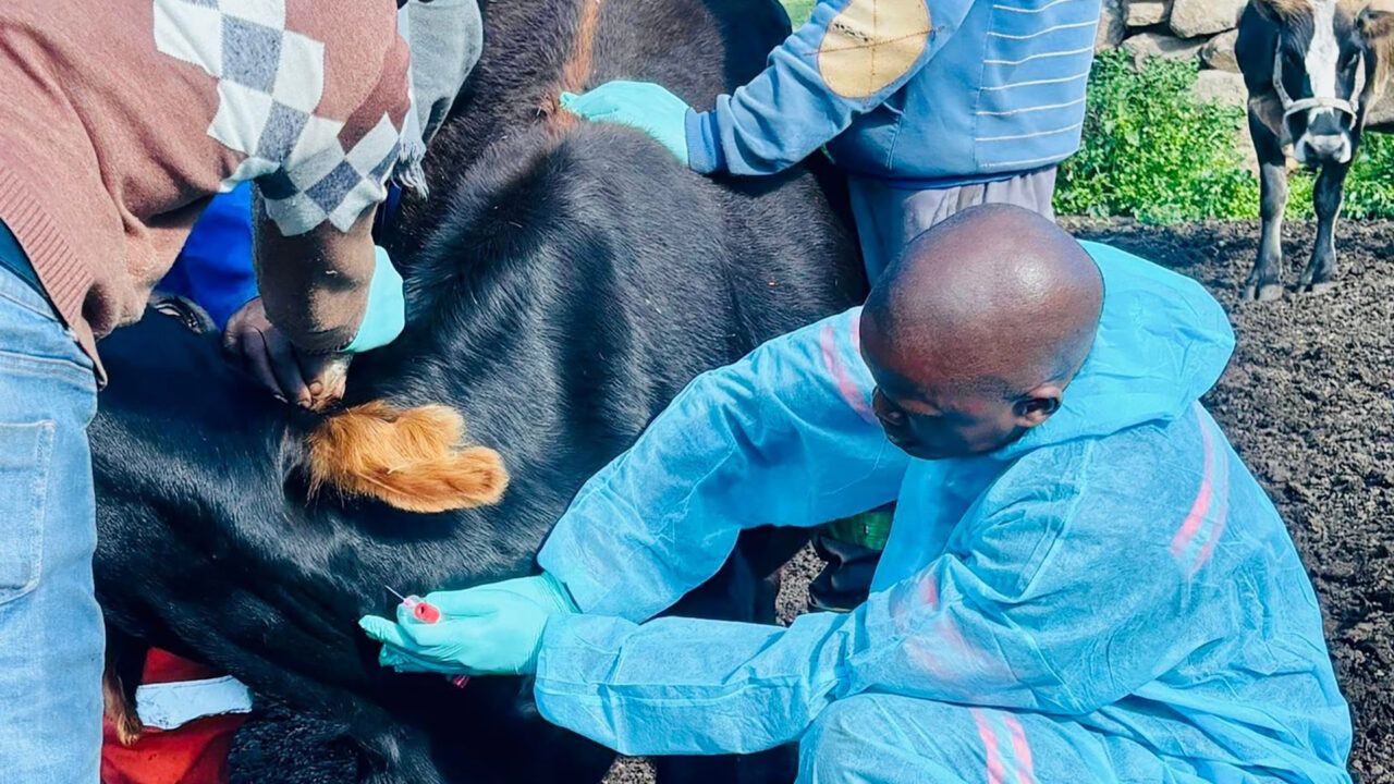 BVI boosts FMD fight with fresh vaccine supply