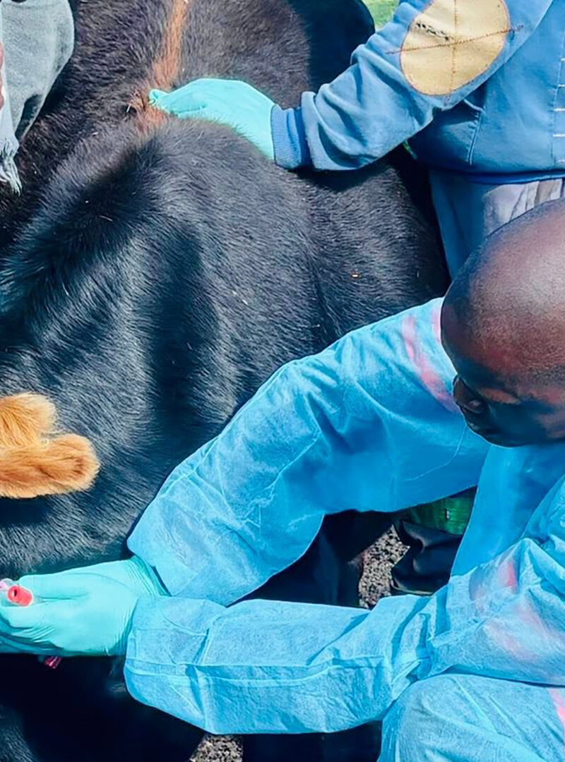 BVI boosts FMD fight with fresh vaccine supply