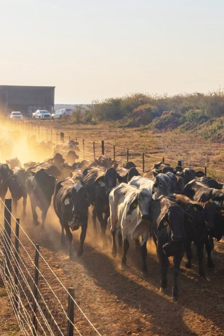BDC’s dairy venture takes shape