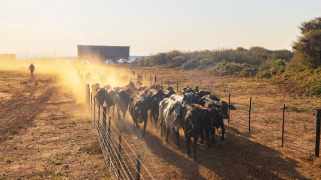 BDC’s dairy venture takes shape