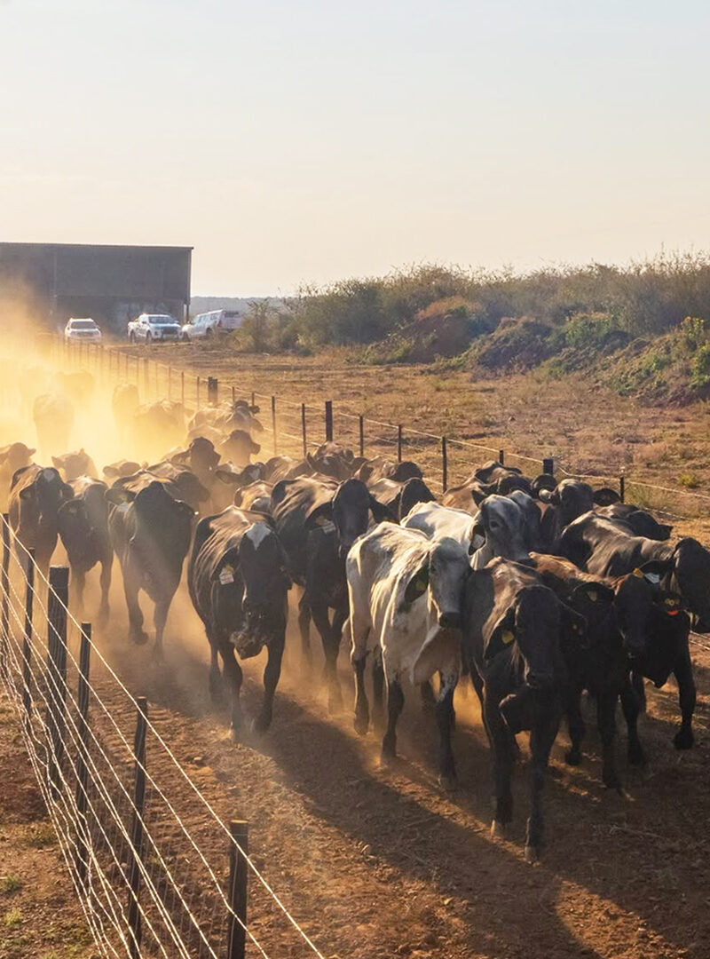 BDC’s dairy venture takes shape