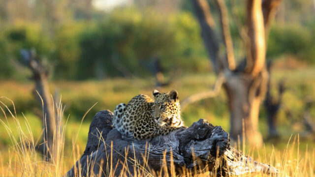 Decade-long leopard monitoring advances in Okavango