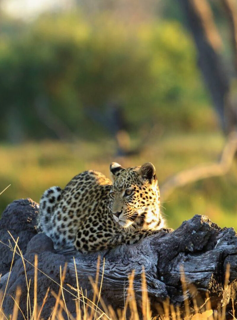 Decade-long leopard monitoring advances in Okavango