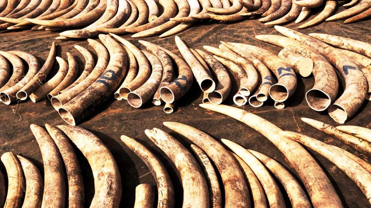 Police bust P6M ivory haul