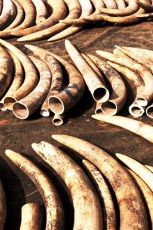 Police bust P6M ivory haul