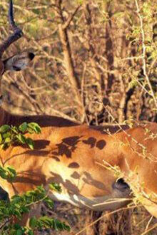 Lotsane Safaris Takes CT27 Community Development Vision to Dallas Bolster Community Support