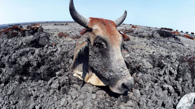 As Southern Africa Burns, the Human Body Reaches Its Limits
