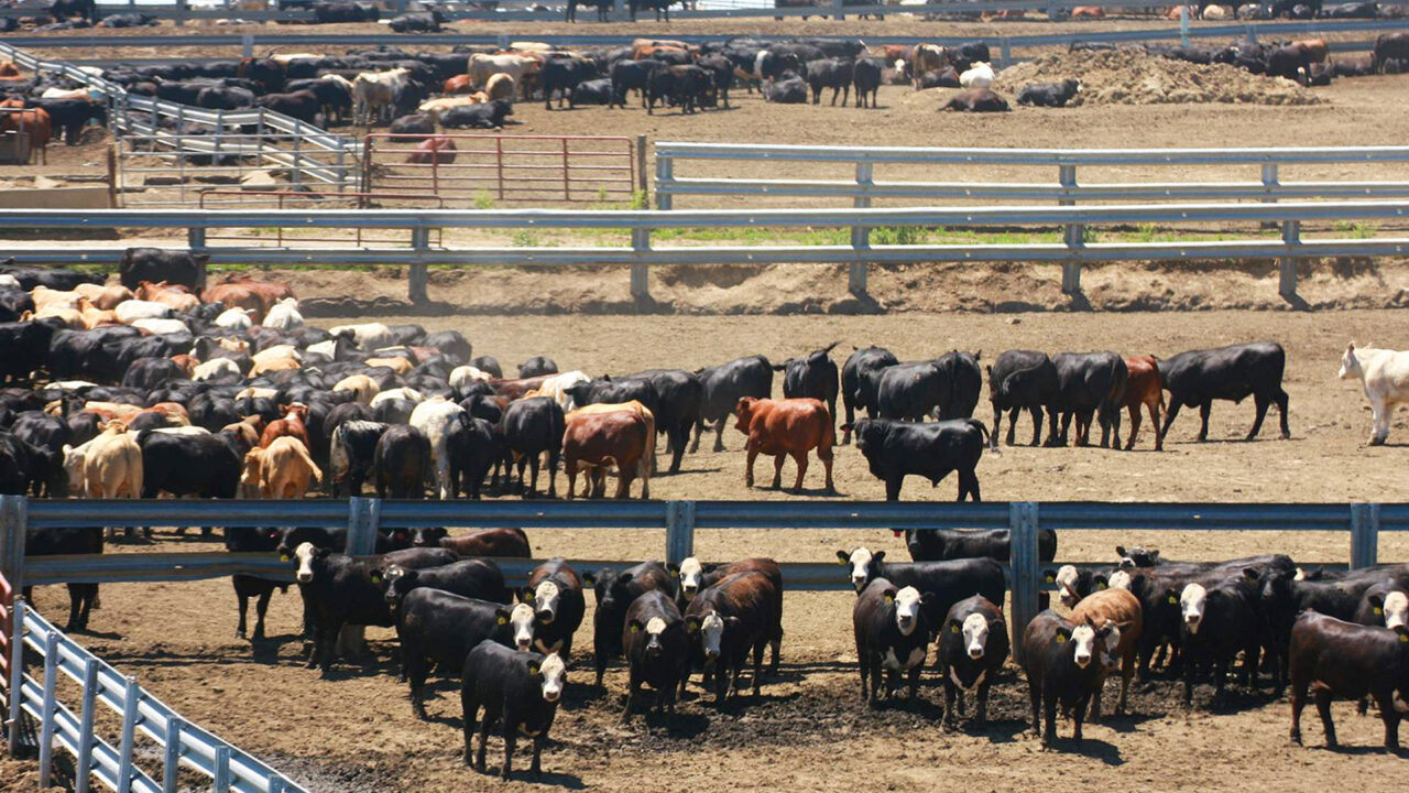 Botswana feedlot operators sue Gov’t amid cattle crisis
