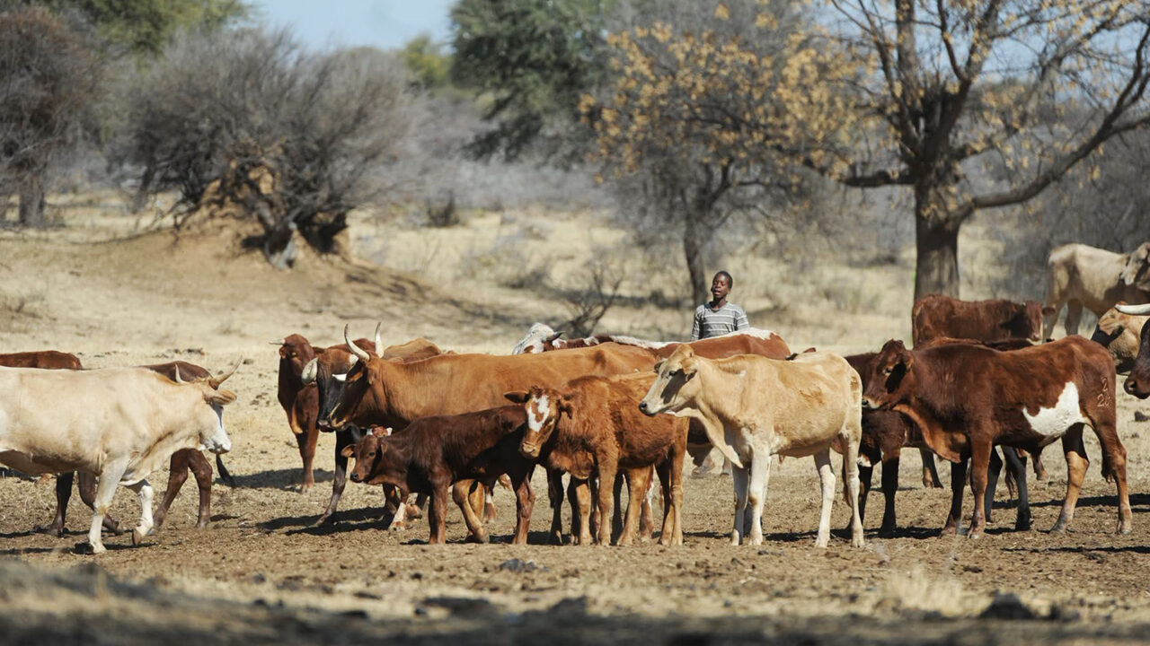 Botswana’s cattle herd shrinks 6.1%