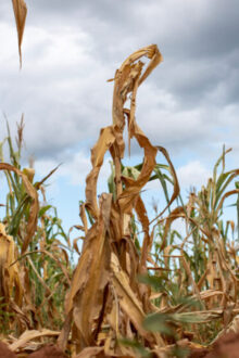 Africa braces as a potent El Niño builds in the pacific