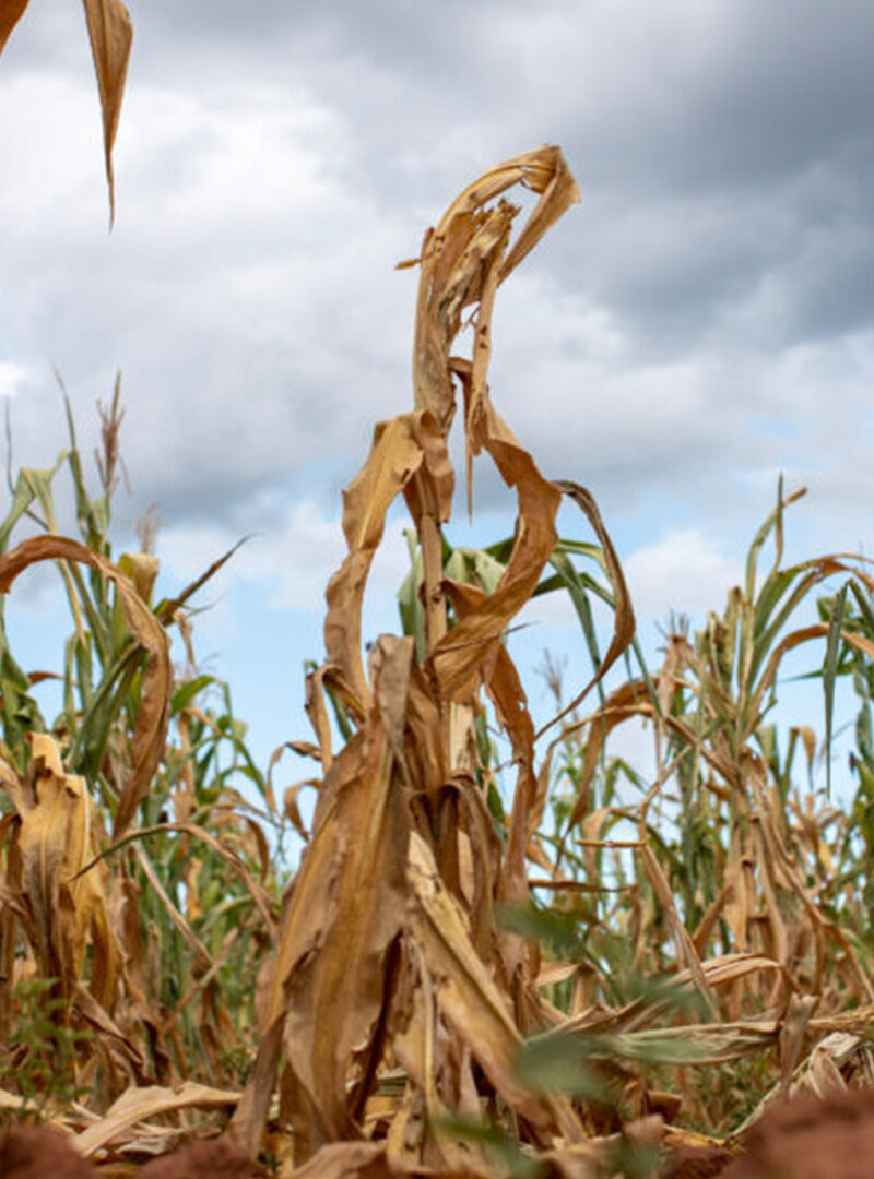Africa braces as a potent El Niño builds in the pacific