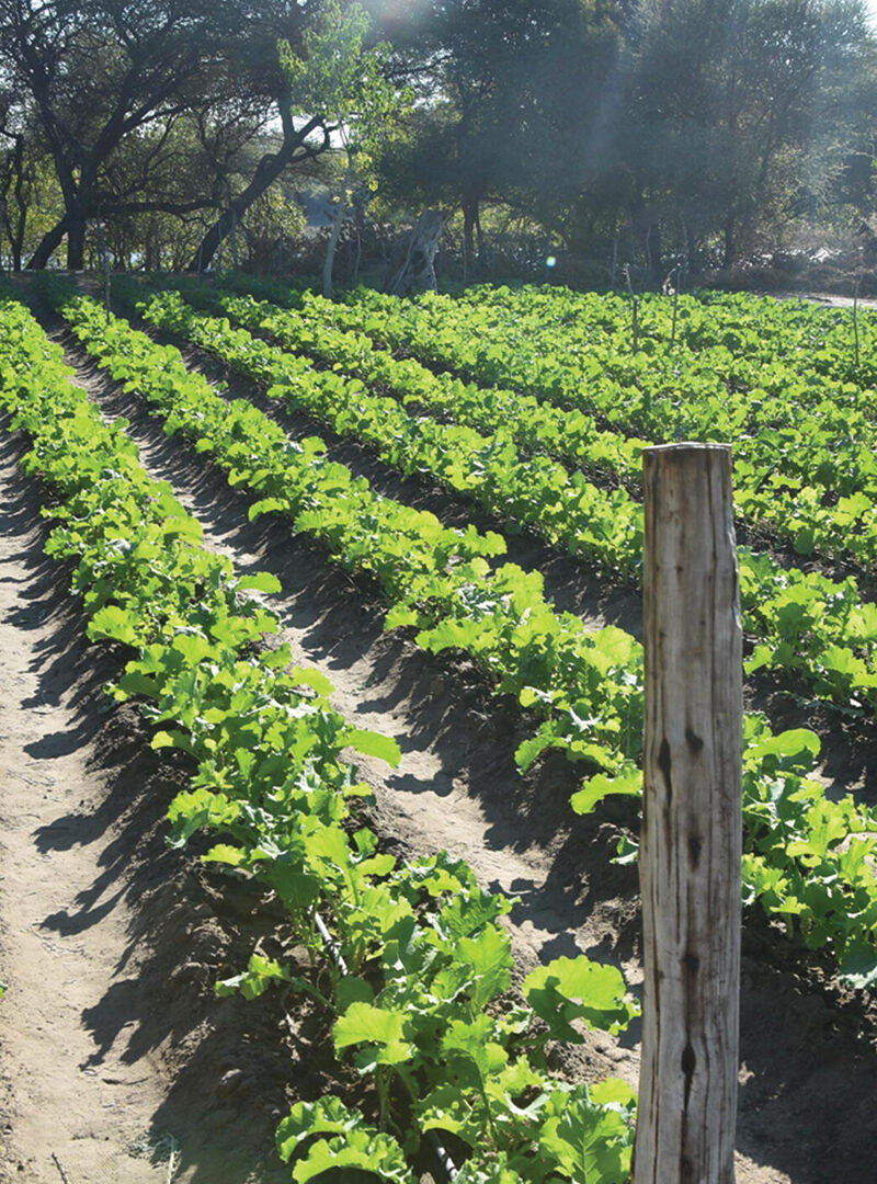 Okavango farmers highlight gaps in Botswana’s horticulture market