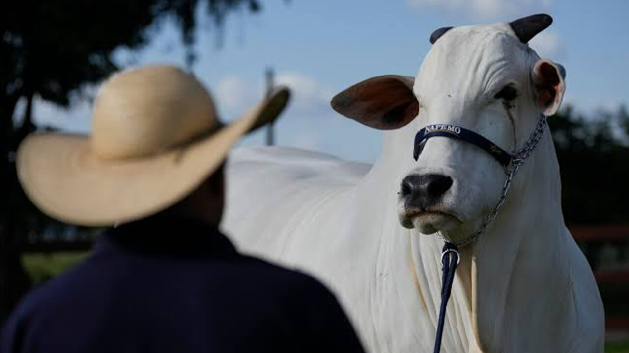 A P5.3 million cow and the science that made her priceless