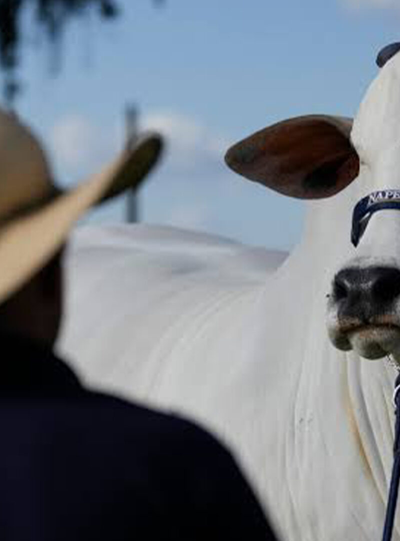 A P5.3 million cow and the science that made her priceless
